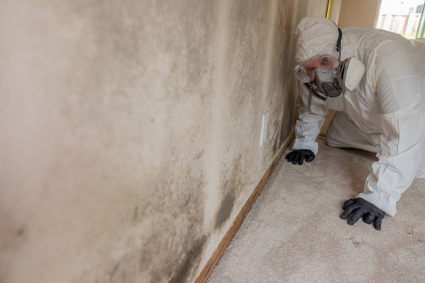 Best Basement Mold Removal in Spring Valley, MN